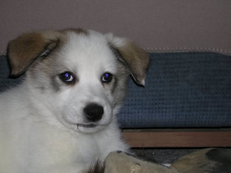 Buddy, an American Eskimo Dog and Norwegian Elkhound mix tested with EmbarkVet.com