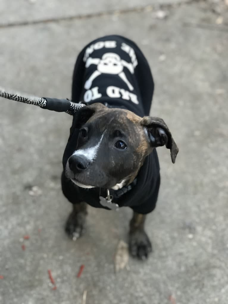 Dax, an American Pit Bull Terrier and Boxer mix tested with EmbarkVet.com