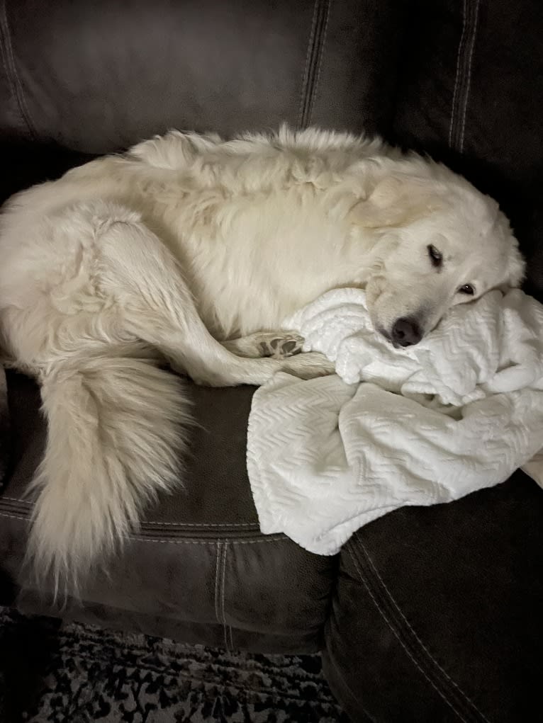 Athena, a Maremma Sheepdog tested with EmbarkVet.com