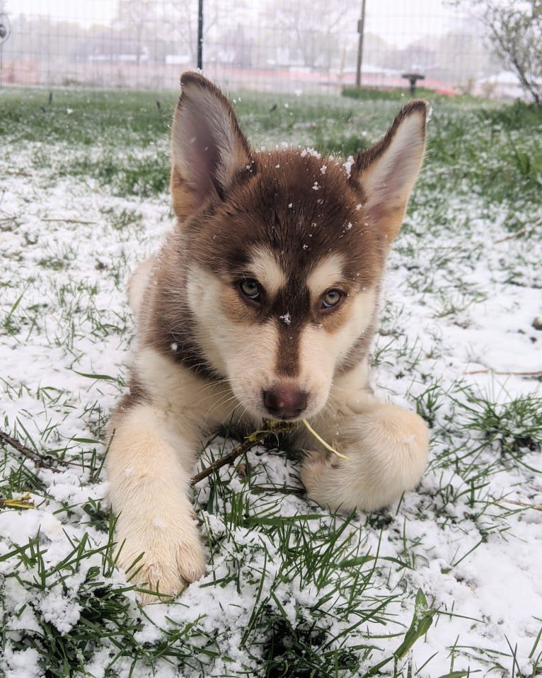 Gambit, a Siberian Husky and Australian Shepherd mix tested with EmbarkVet.com