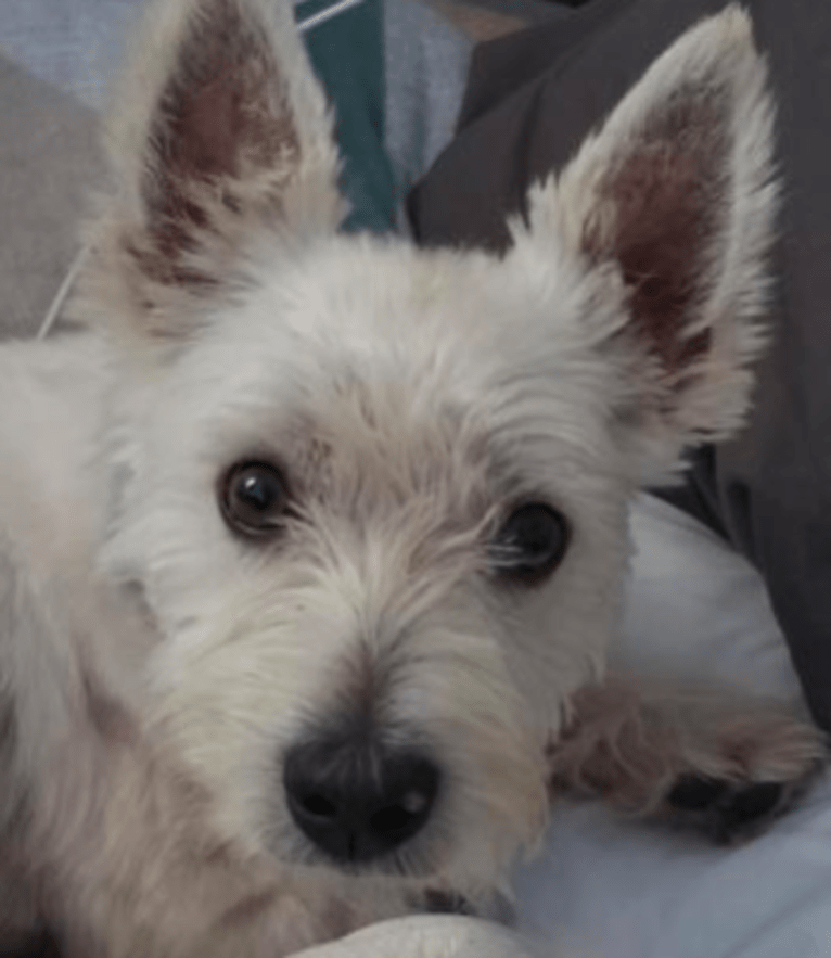 Sufjan Stevens, a West Highland White Terrier tested with EmbarkVet.com