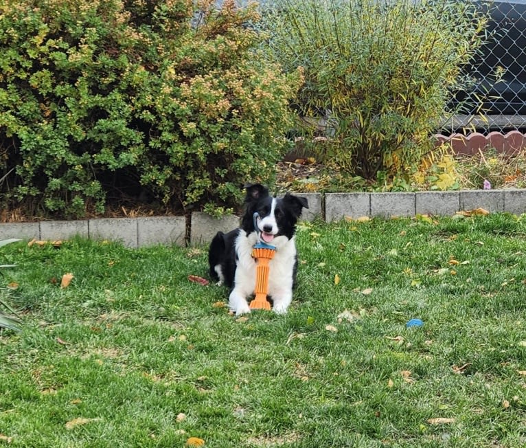 Willow, an Australian Shepherd and Border Collie mix tested with EmbarkVet.com