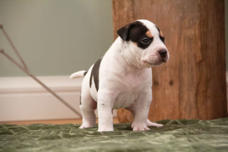 Roan, an American Bully tested with EmbarkVet.com