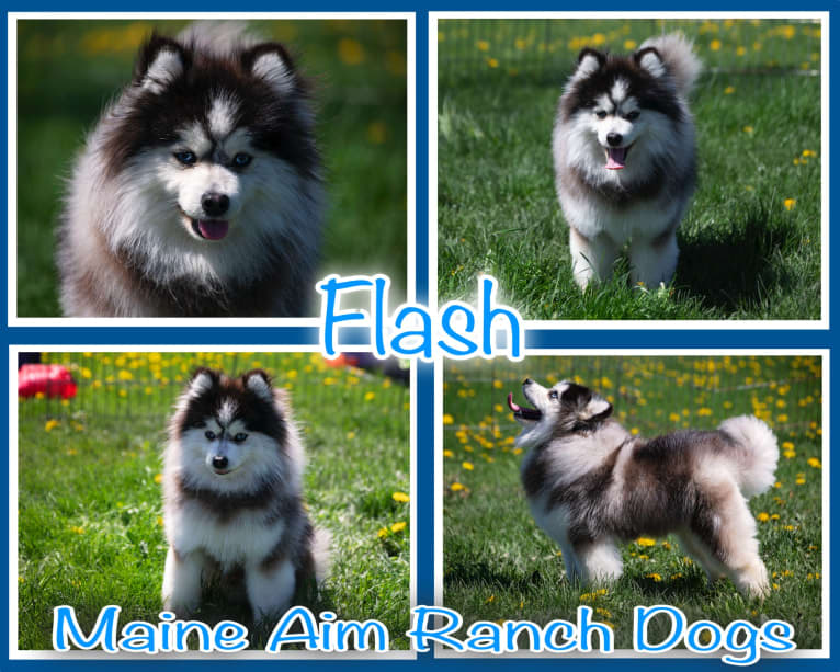 Flash, a Pomsky tested with EmbarkVet.com