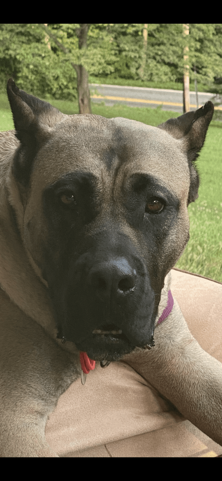 zerah, a Perro de Presa Canario tested with EmbarkVet.com