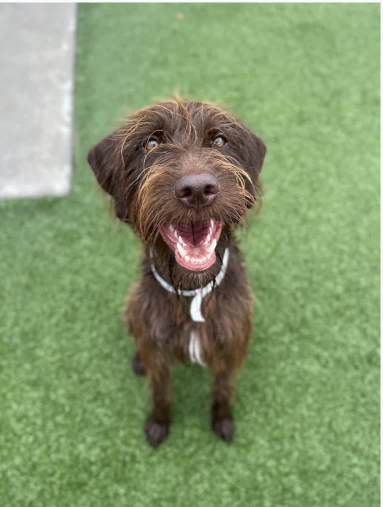 Hattie, a Pudelpointer tested with EmbarkVet.com