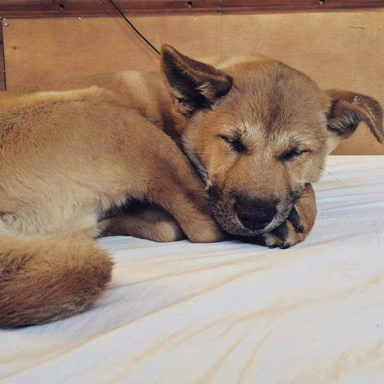 Apollo, a Jindo tested with EmbarkVet.com