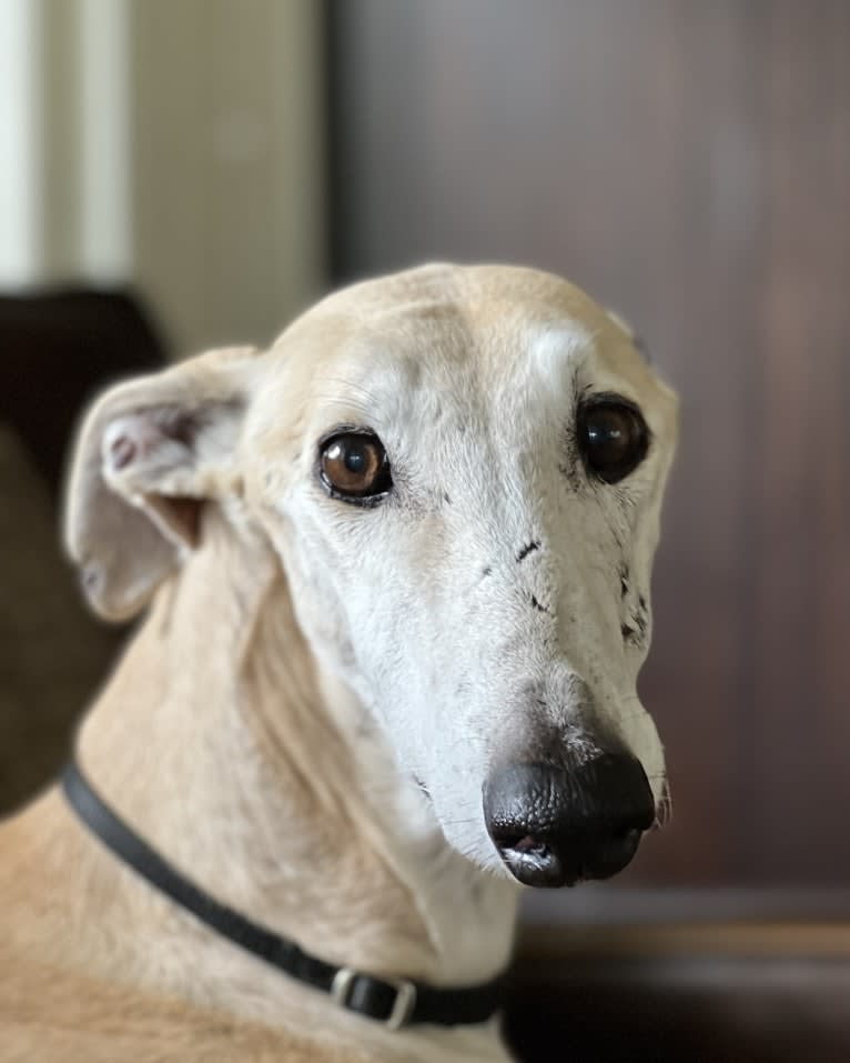 Marcelino, a Spanish Galgo tested with EmbarkVet.com