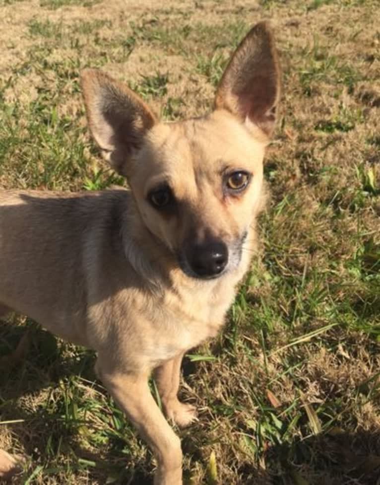 Wookie, a Chihuahua and West Highland White Terrier mix tested with EmbarkVet.com