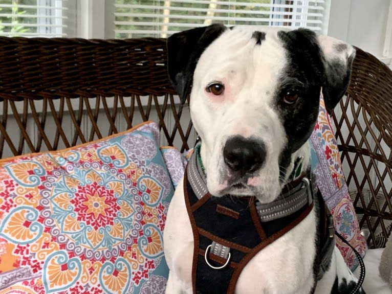 Gabrielli (GABE for short), an American Pit Bull Terrier and Labrador Retriever mix tested with EmbarkVet.com