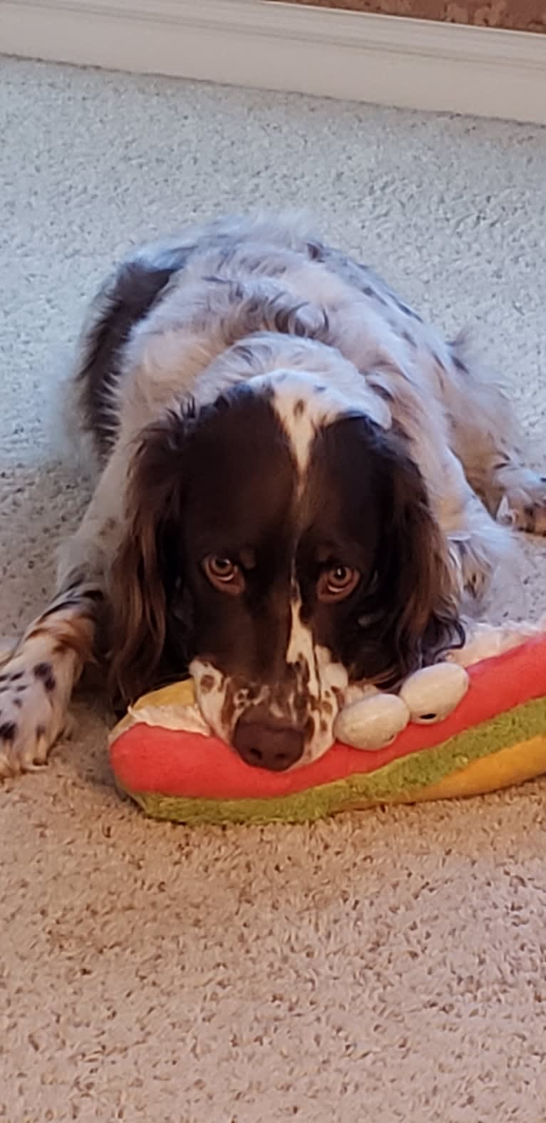 Lincoln, a Llewellin Setter tested with EmbarkVet.com