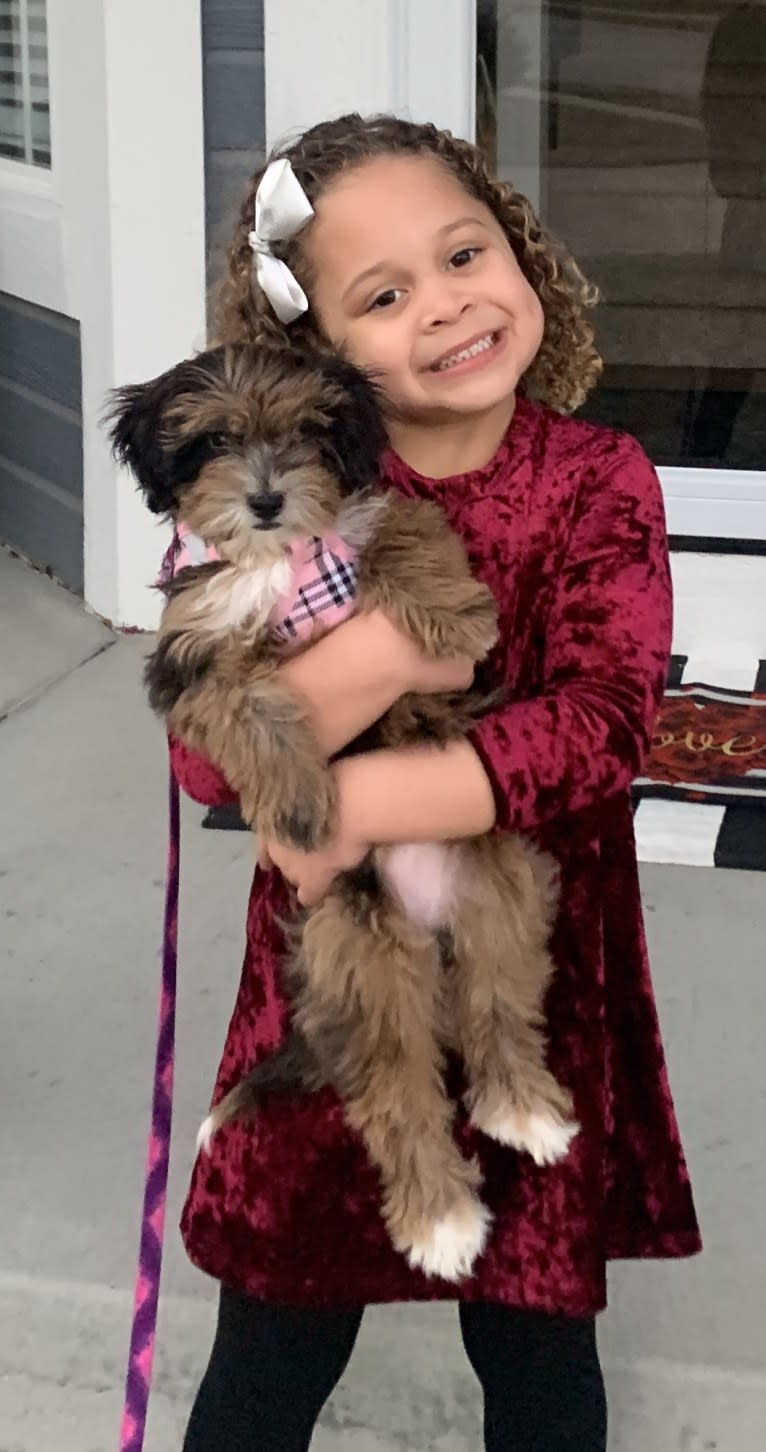 Bella, a Lhasa Apso and Poodle (Small) mix tested with EmbarkVet.com
