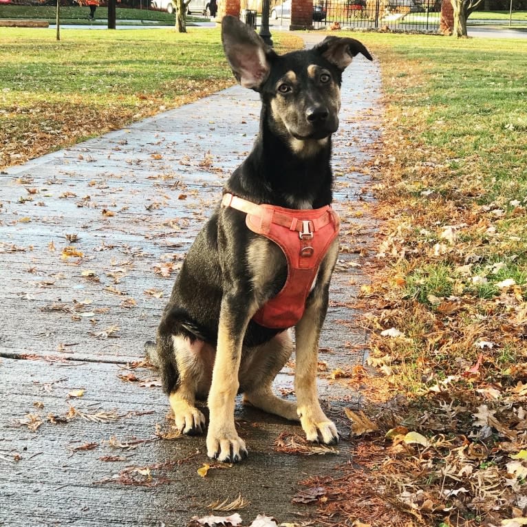 Ripley, a German Shepherd Dog and Great Pyrenees mix tested with EmbarkVet.com