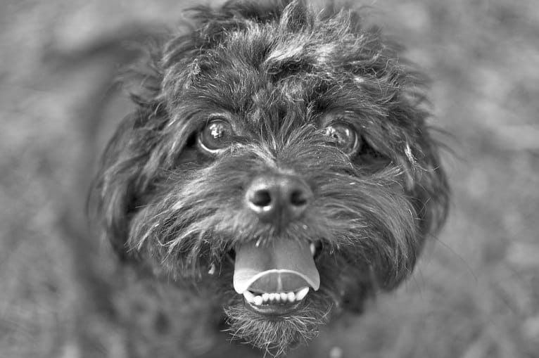 Sprout, a Poodle (Small) and Shih Tzu mix tested with EmbarkVet.com