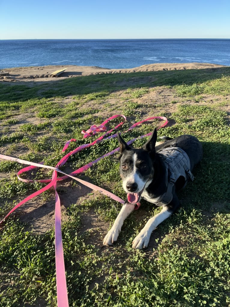 Laika, a Border Collie and Australian Cattle Dog mix tested with EmbarkVet.com