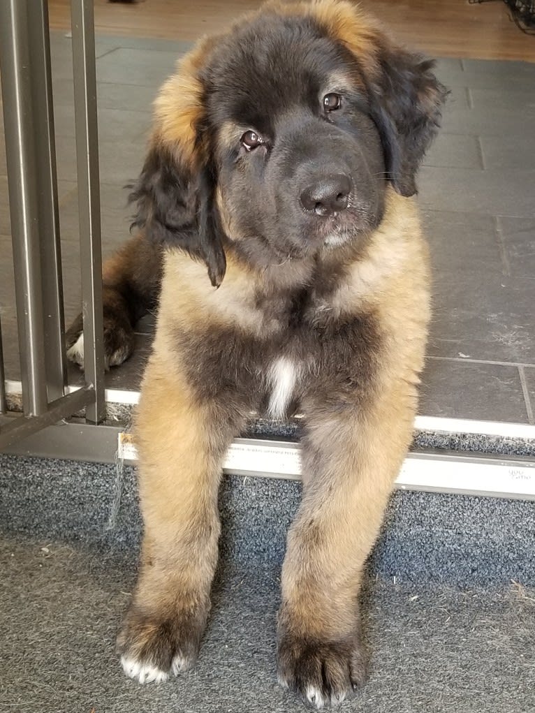 Kamenah's Only For the Brave of Heart "Jasiri", a Leonberger tested with EmbarkVet.com