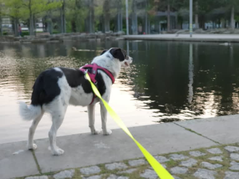 Kilida, an Eastern European Village Dog tested with EmbarkVet.com