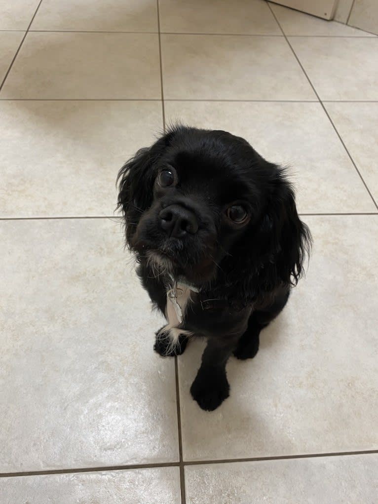 Pepper, a Cavalier King Charles Spaniel and Cocker Spaniel mix tested with EmbarkVet.com