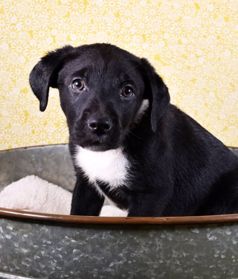 Ralph, an Australian Cattle Dog and American Pit Bull Terrier mix tested with EmbarkVet.com