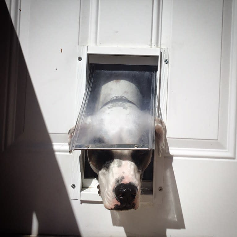 Aubin, an American Bulldog and Brittany mix tested with EmbarkVet.com