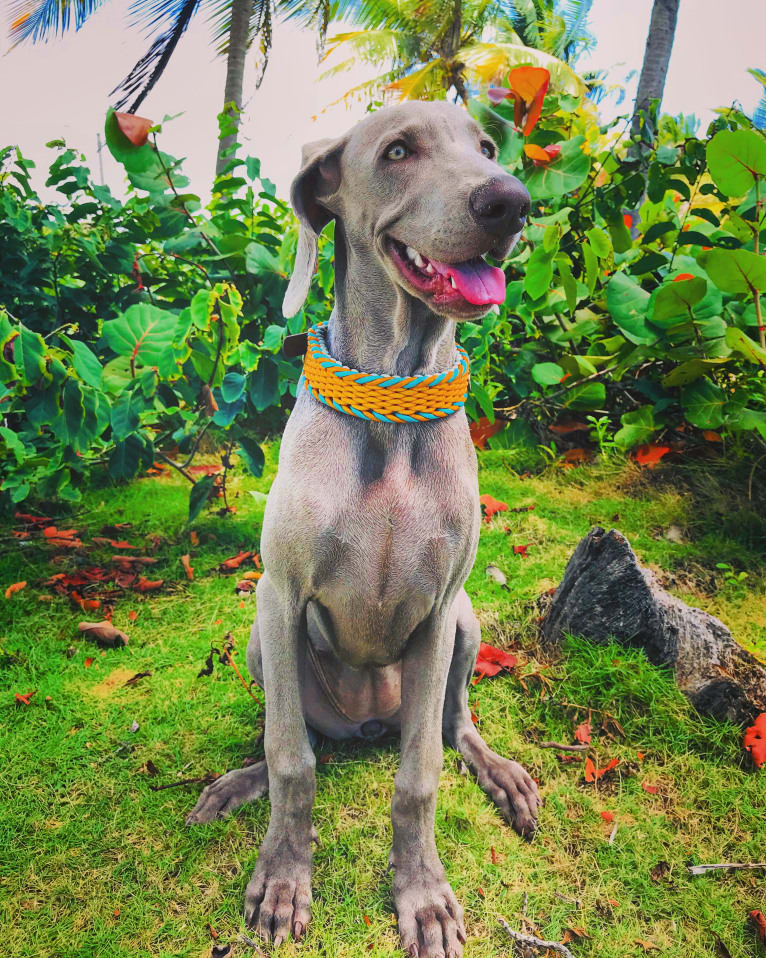 Arya the Weim, a Weimaraner tested with EmbarkVet.com