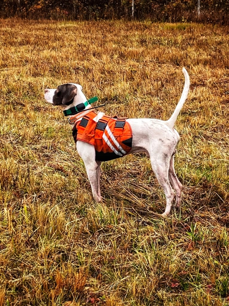 Barley, a Pointer tested with EmbarkVet.com