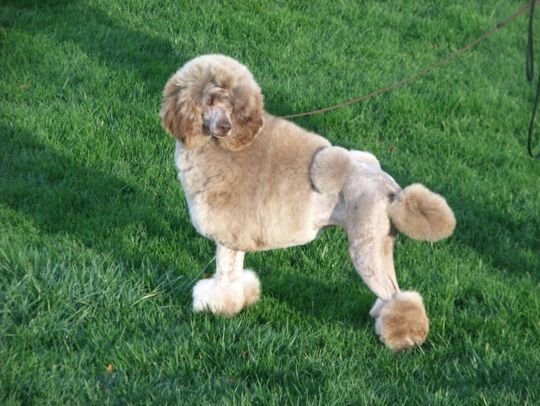 Anja, a Poodle (Standard) tested with EmbarkVet.com