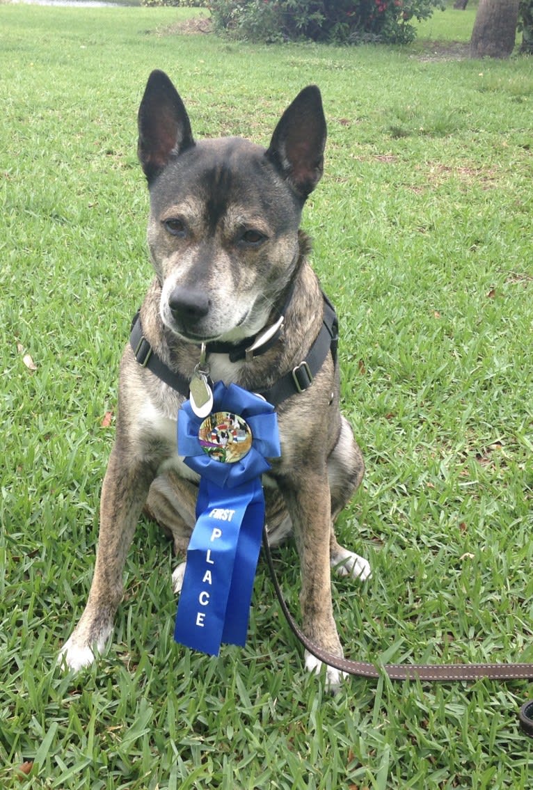 Ellie, an American Staffordshire Terrier and Chow Chow mix tested with EmbarkVet.com