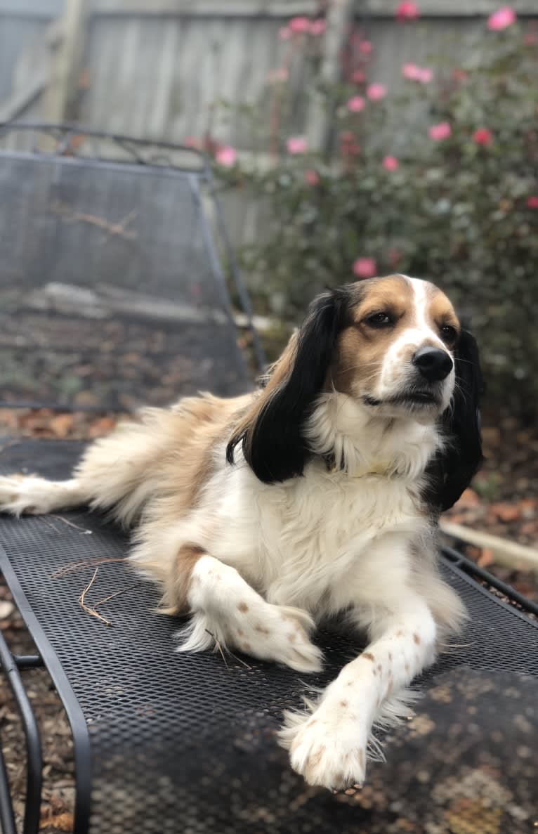 George, a Cocker Spaniel and Shetland Sheepdog mix tested with EmbarkVet.com