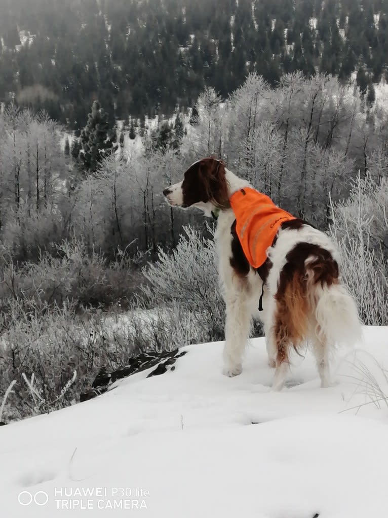 Annagh Nuala, an Irish Red and White Setter tested with EmbarkVet.com