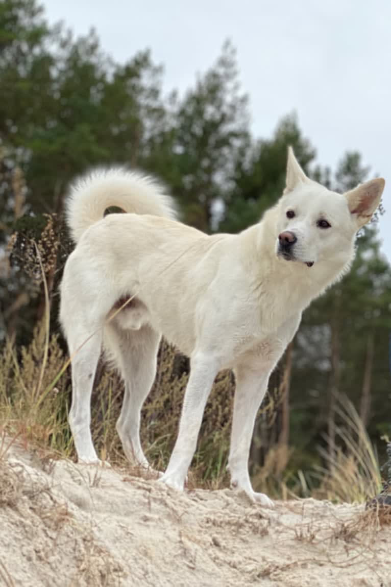 Calaf Storytelling, a Canaan Dog tested with EmbarkVet.com