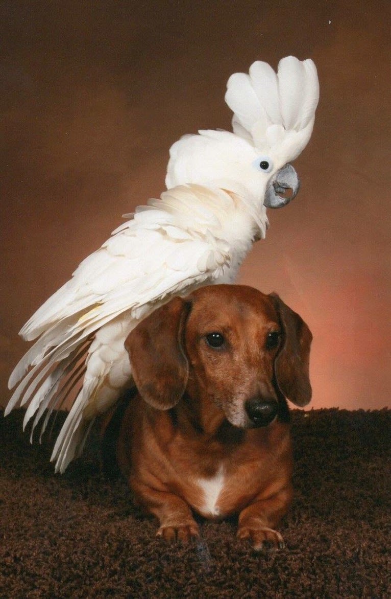 URO3 NI NE Jacob Levi RI SWA SHDNE CGCA TKP RATN RL1X RL2 RLV2X CW-ARA CW-DDA CW-Ob2A, a Dachshund tested with EmbarkVet.com