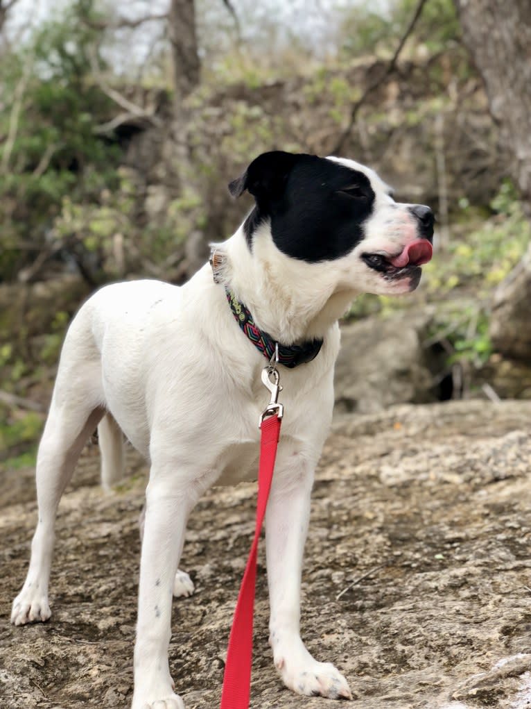 Eleven, a Bulldog and Great Pyrenees mix tested with EmbarkVet.com