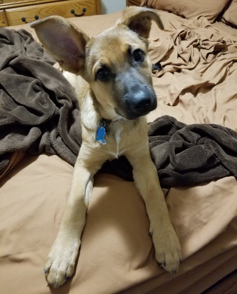 Max, a German Shepherd Dog and Rat Terrier mix tested with EmbarkVet.com