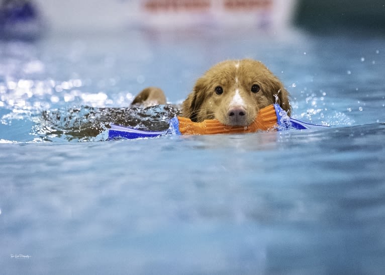 Poppy, a Nova Scotia Duck Tolling Retriever tested with EmbarkVet.com