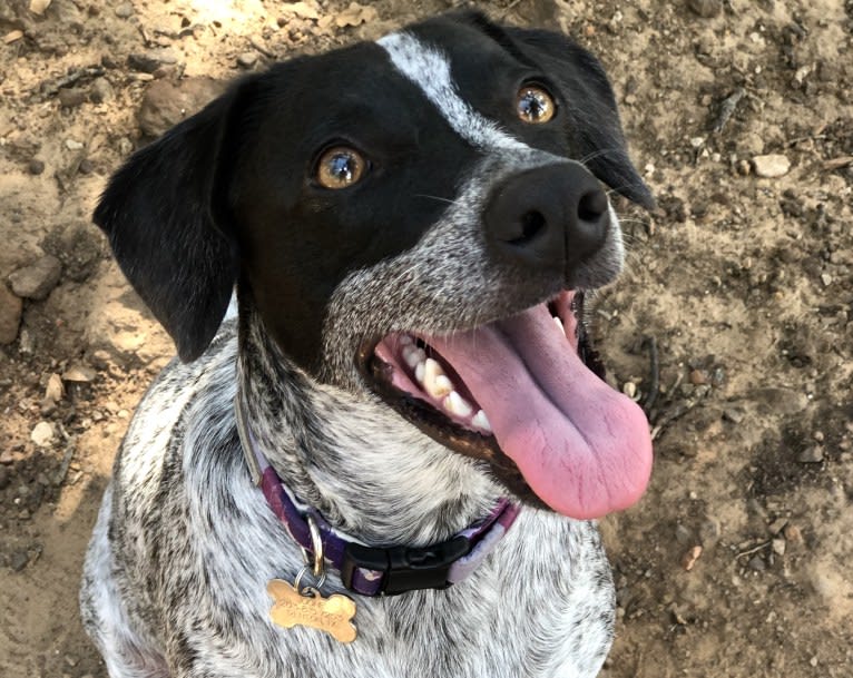 Joone, an Australian Cattle Dog and Chow Chow mix tested with EmbarkVet.com