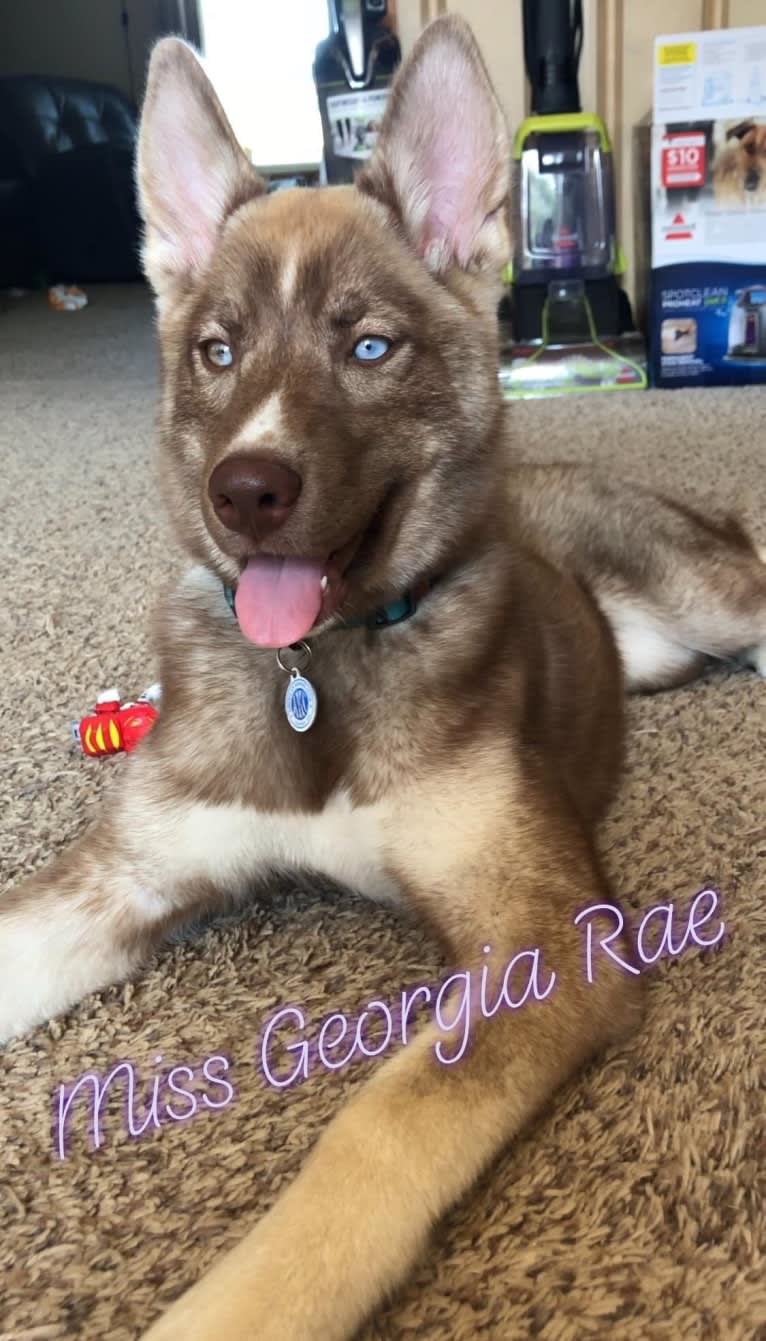 Georgia Rae, a Siberian Husky tested with EmbarkVet.com