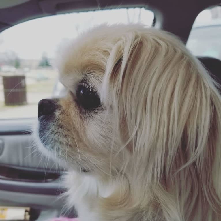 Babalou, a Pekingese tested with EmbarkVet.com