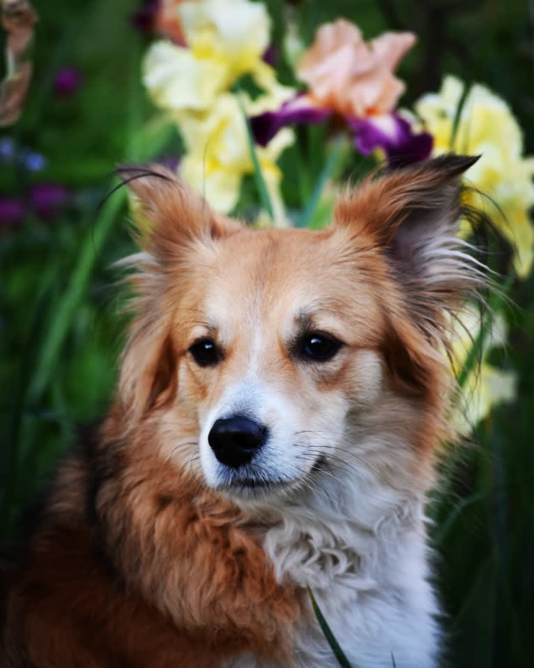 Nakia, an English Shepherd tested with EmbarkVet.com