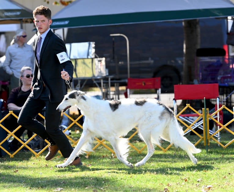 Dicah, a Borzoi tested with EmbarkVet.com