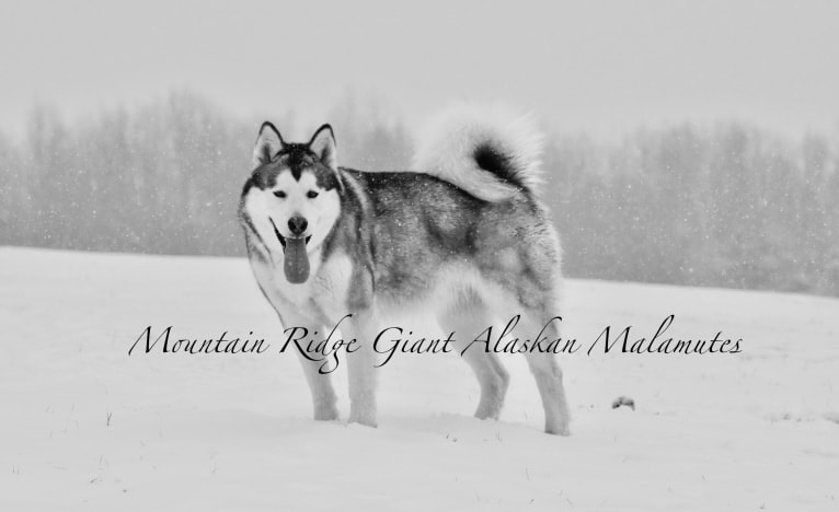 Miya, an Alaskan Malamute tested with EmbarkVet.com
