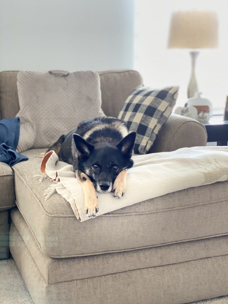 Brutus, a Norwegian Elkhound and Australian Cattle Dog mix tested with EmbarkVet.com