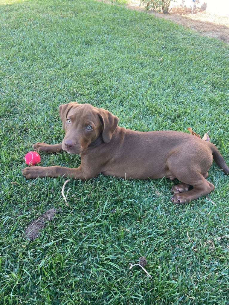 Kingston, a Weimaraner and Labrador Retriever mix tested with EmbarkVet.com