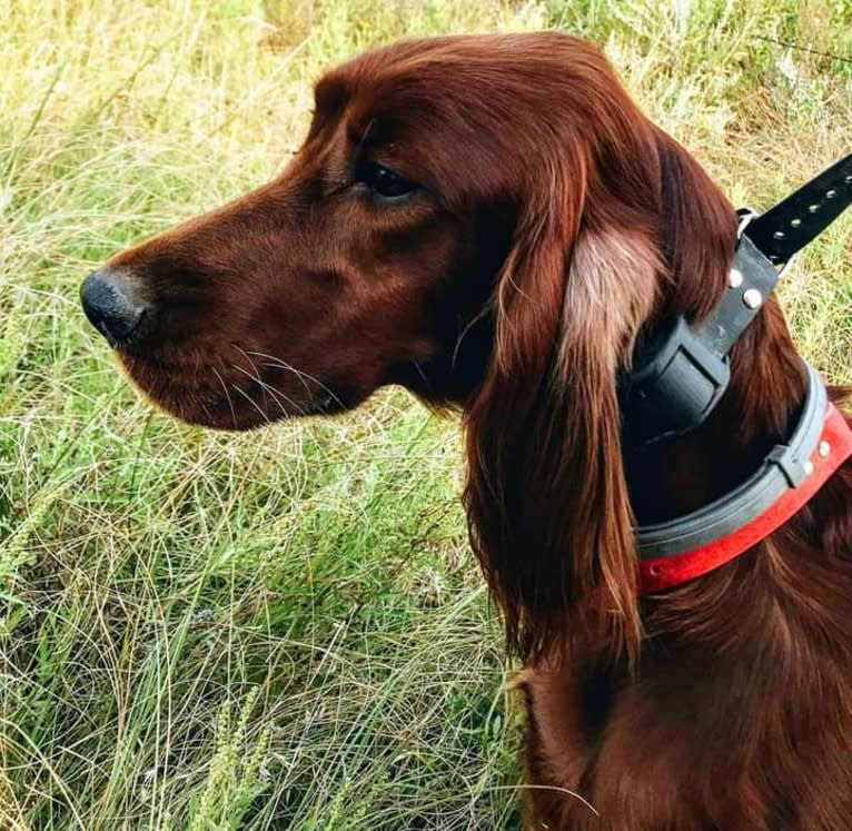 Cara, an Irish Setter tested with EmbarkVet.com