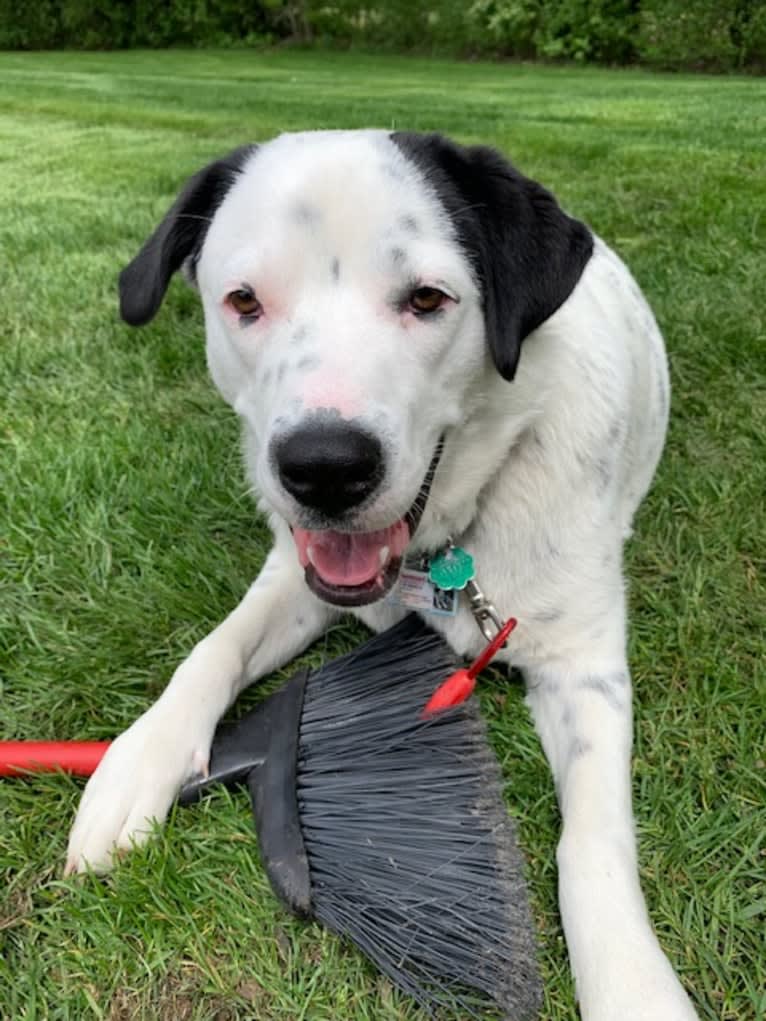 RIVER, a Great Pyrenees and Boxer mix tested with EmbarkVet.com