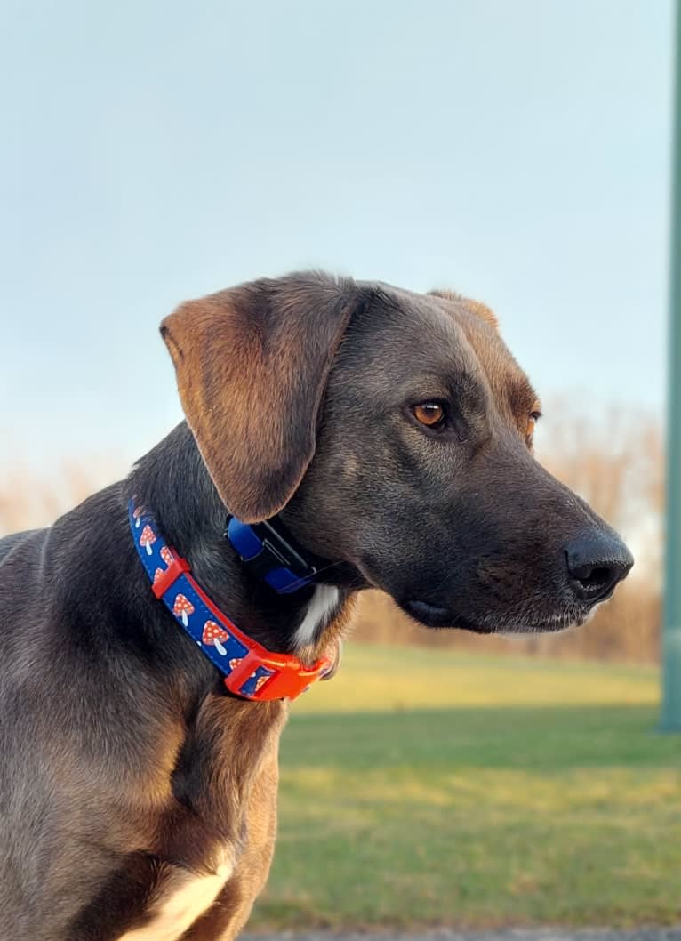 Wendigo "Wendi", a Weimaraner and German Shepherd Dog mix tested with EmbarkVet.com