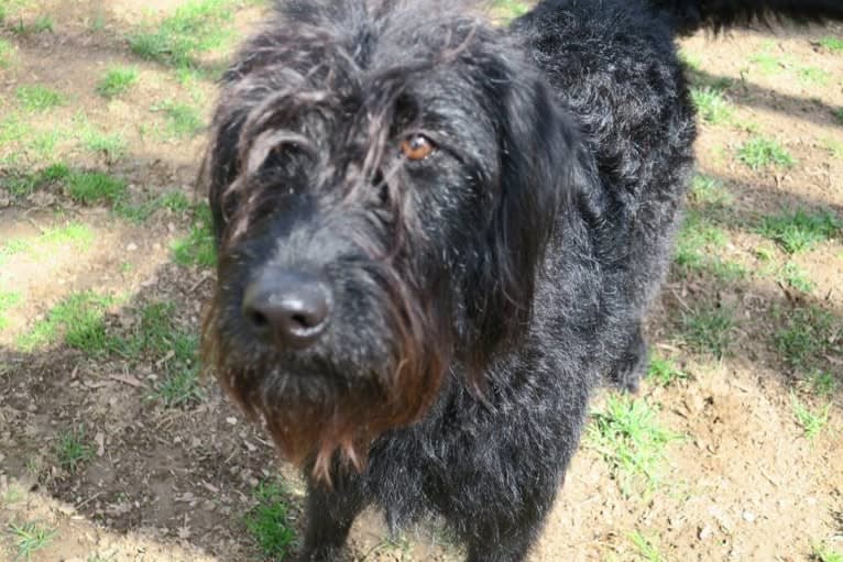 Bryson, a Labrador Retriever and Poodle (Standard) mix tested with EmbarkVet.com