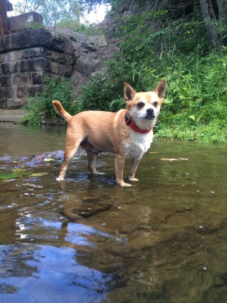 Frankie, a Chihuahua and Miniature Pinscher mix tested with EmbarkVet.com