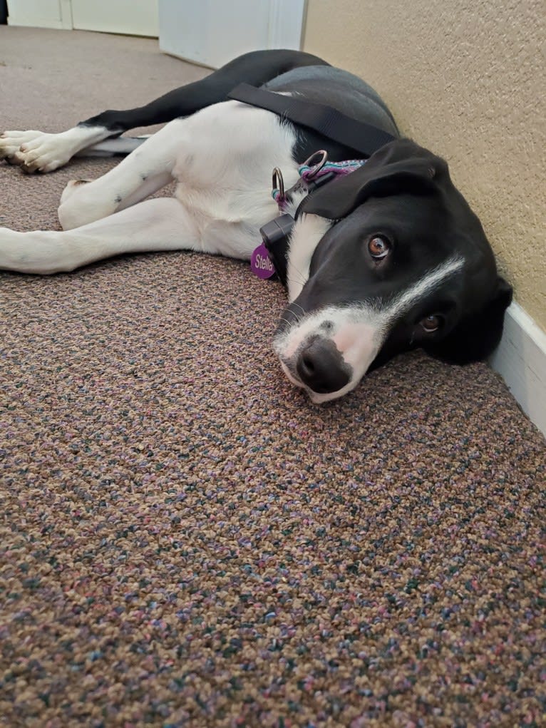 Stella, an American Pit Bull Terrier and Border Collie mix tested with EmbarkVet.com