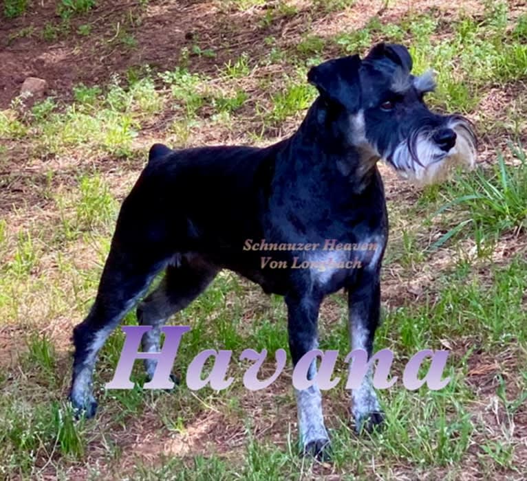 HEAVEN’S HAVANA VON LONGBACH, a Miniature Schnauzer tested with EmbarkVet.com